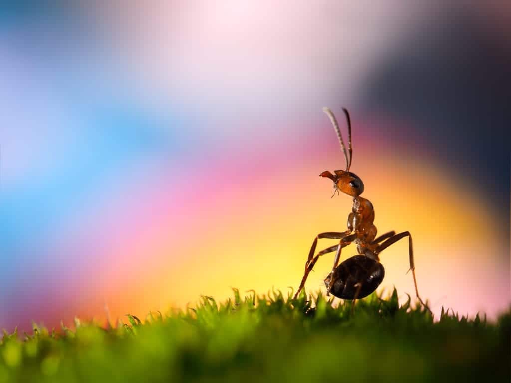 shutterstock 535089343 Intriguing Ant Behaviors
