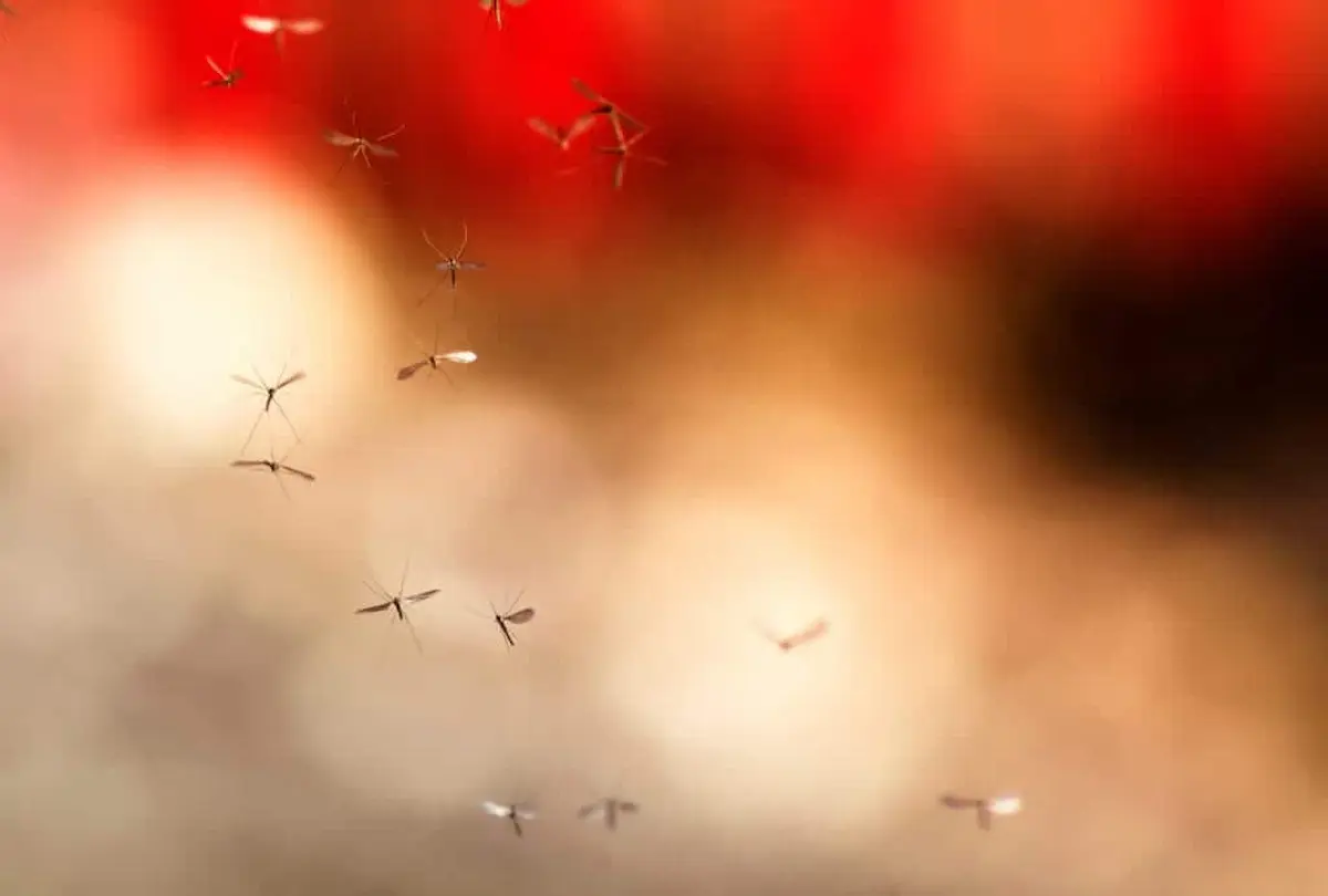 Swarm of mosquitoes flying