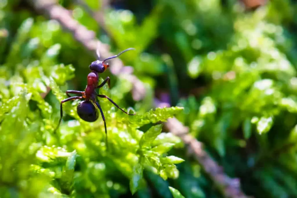 Single ant climbing across green plant leaves in a natural outdoor environment