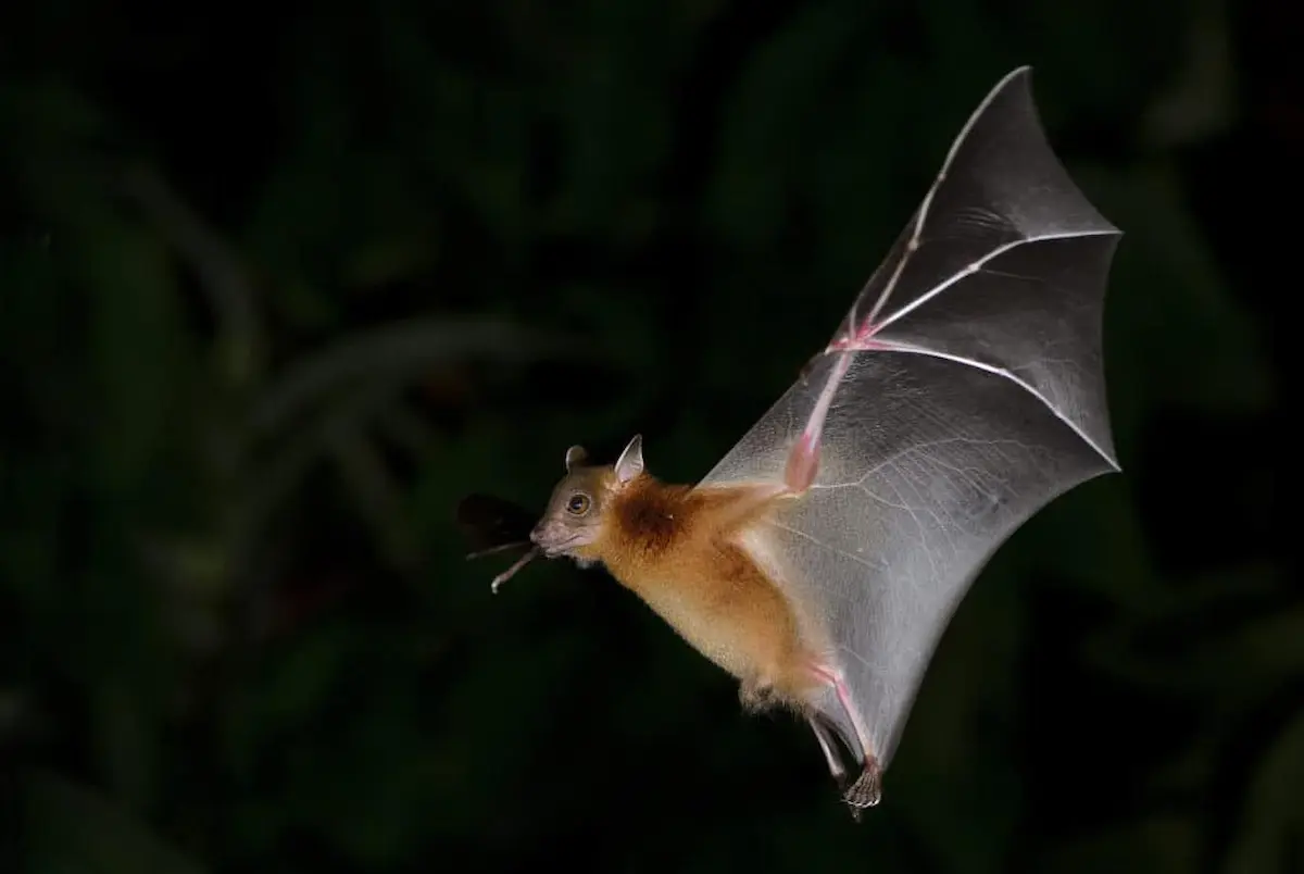 Bat flying at night