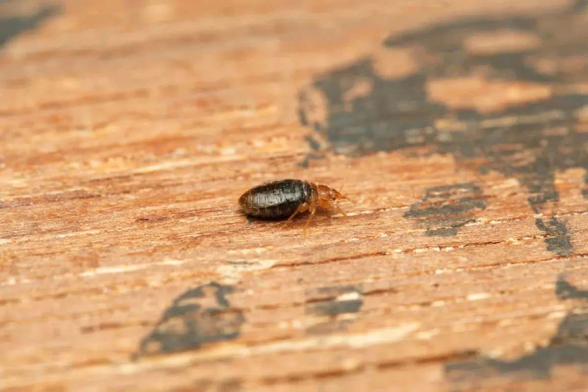Close-up of bed bug crawling across worn wooden surface