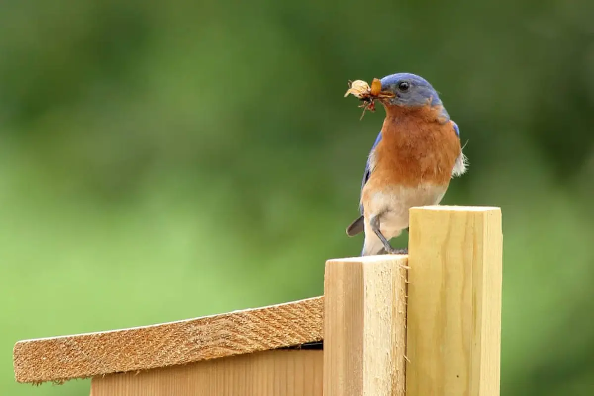 Small blue and orange songbird perched on a wooden fence post holding an insect in its beak