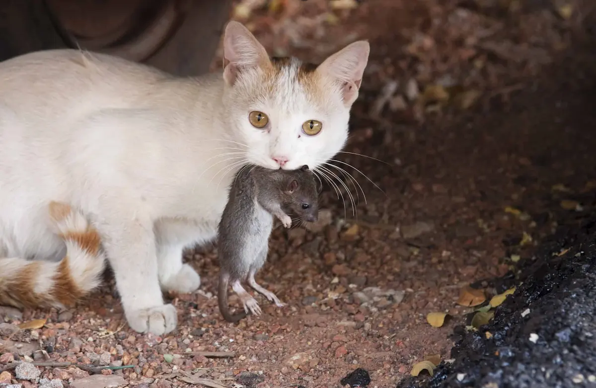 White cat holding a rat outdoors on dirt ground