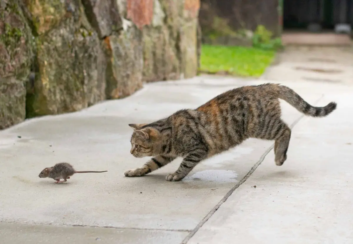 Tabby cat chasing small mouse on concrete sidewalk