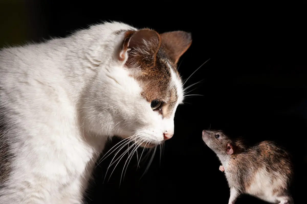 A cat and a rat facing each other against a dark background.
