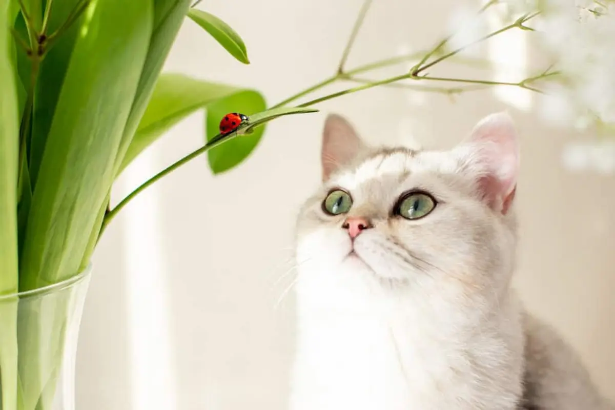 Domestic cat looking at a ladybug perched on a plant stem indoors