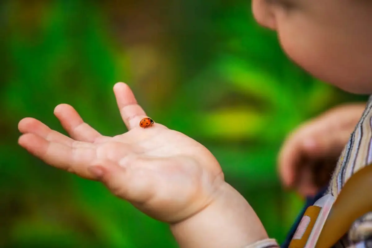 Child holding a ladybug on their hand