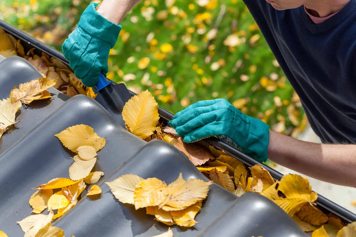 Person wearing gloves removing autumn leaves from a roof gutter