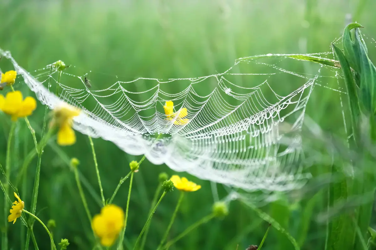 Delicate spider web covered in morning dew among green grass and flowers