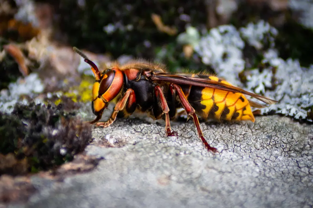 Macro photo of a hornet resting on a rock surface outdoors