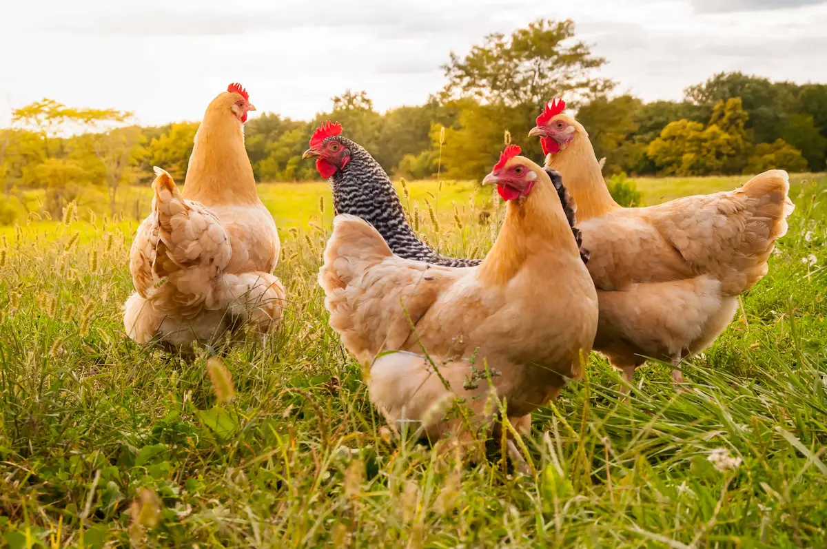 Group of free-range chickens standing in grassy farm field