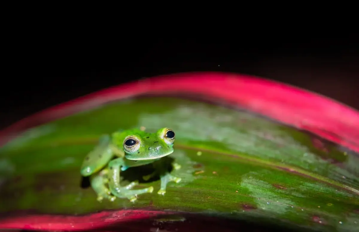 Small green tree frog sitting on a broad leaf and facing the camera