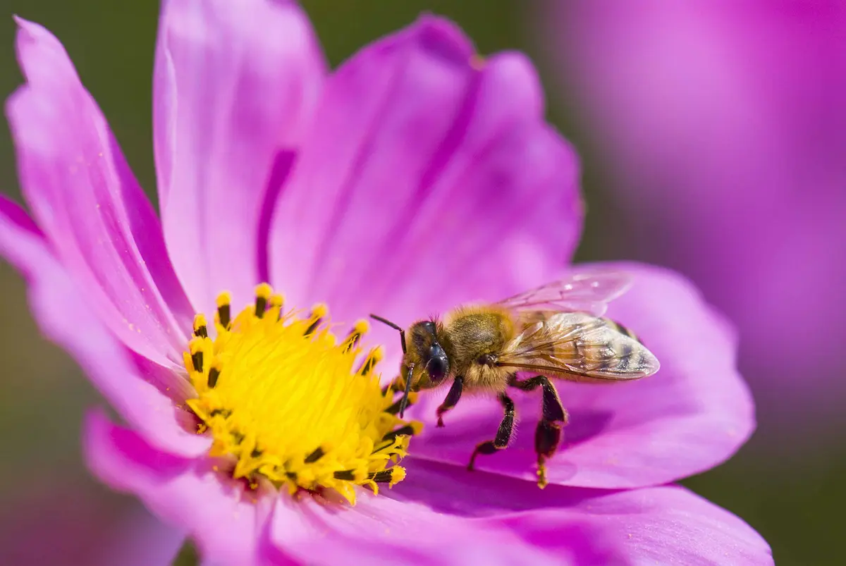 Honey bee collecting nectar and pollen from a vibrant pink flower during pollination