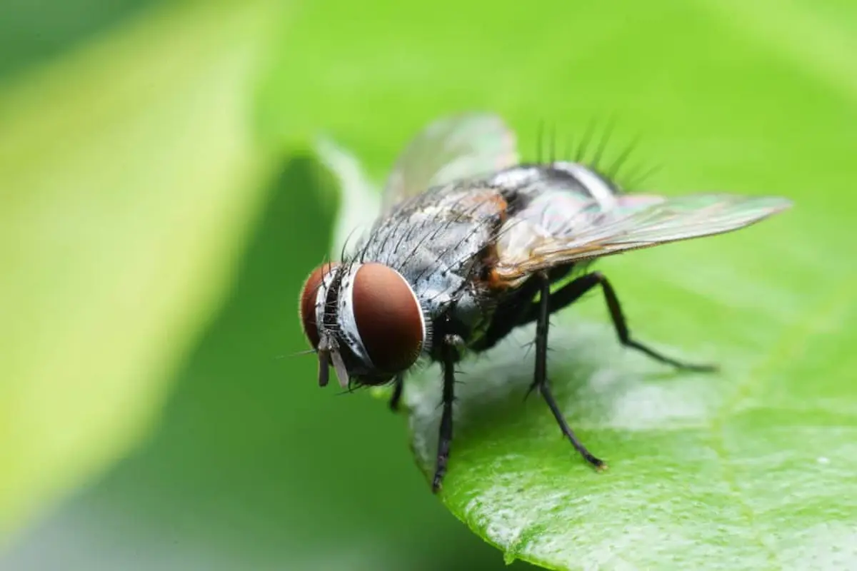 Close up of a common housefly resting on the edge of a green leaf