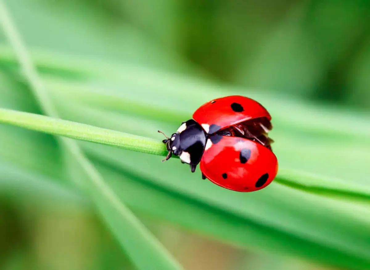 Ladybug on a green blade of grass