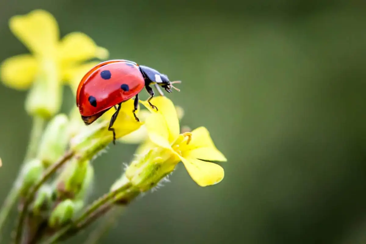 Ladybug on a yellow flower