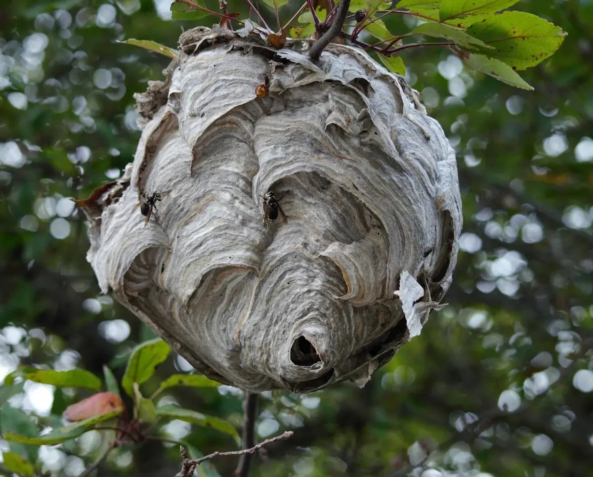 Large paper wasp nest hanging from tree branches outdoors