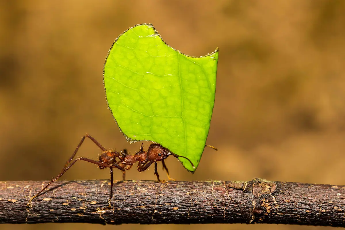 Leafcutter ant carrying a bright green leaf across a branch