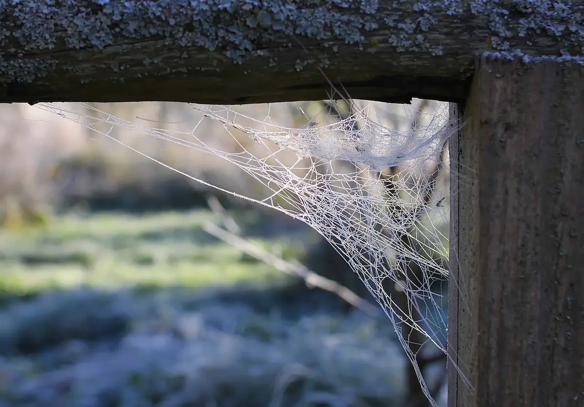 Tangled spider web attached underneath wooden structure outdoors