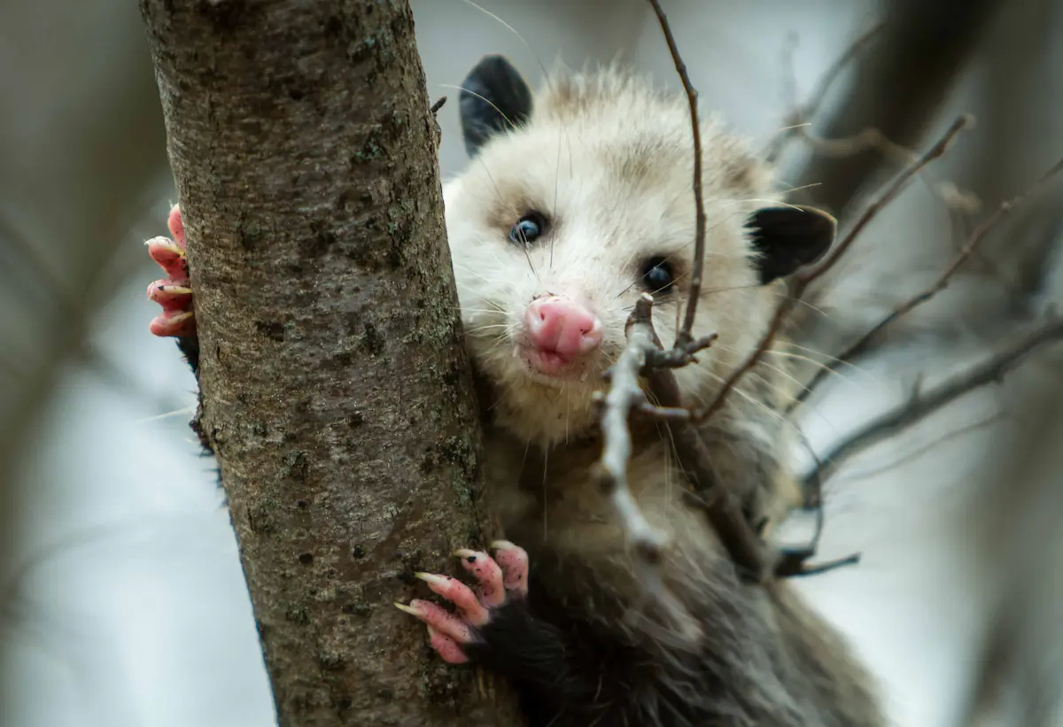 Virginia opossum climbing a tree trunk and peeking around the bark in a natural outdoor setting
