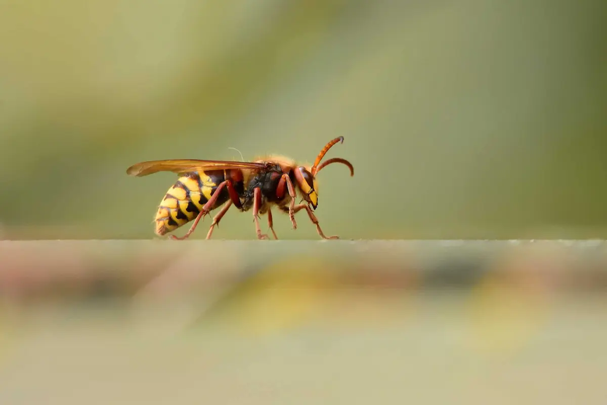 Paper wasp resting on a plant stem in a garden environment while searching for prey or nesting material