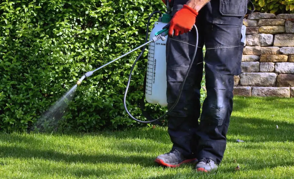 Professional pest control technician spraying lawn and shrubs outdoors