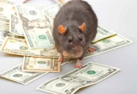 Black rat standing on scattered US dollar bills.