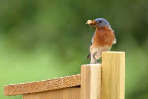 shutterstock 1127621600 A,Male,Eastern,Bluebird,Brings,A,Bug,To,The,Nest