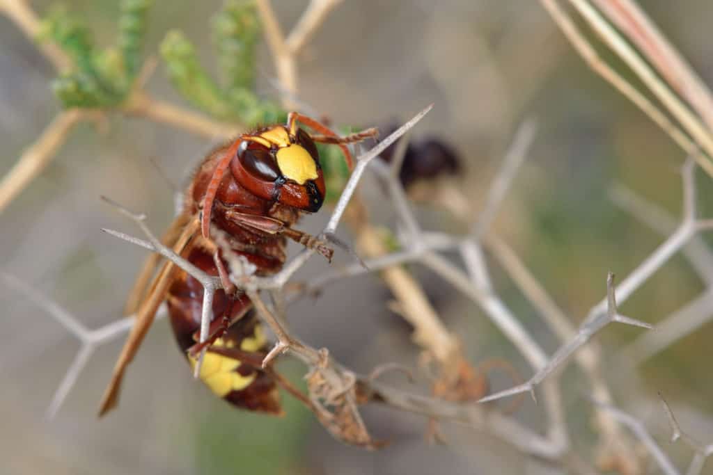 shutterstock 1156884337 5 Fun Hornet Facts