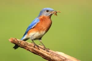 shutterstock 136917599 Male,Eastern,Bluebird,(sialia,Sialis),On,A,Perch,With,Worms