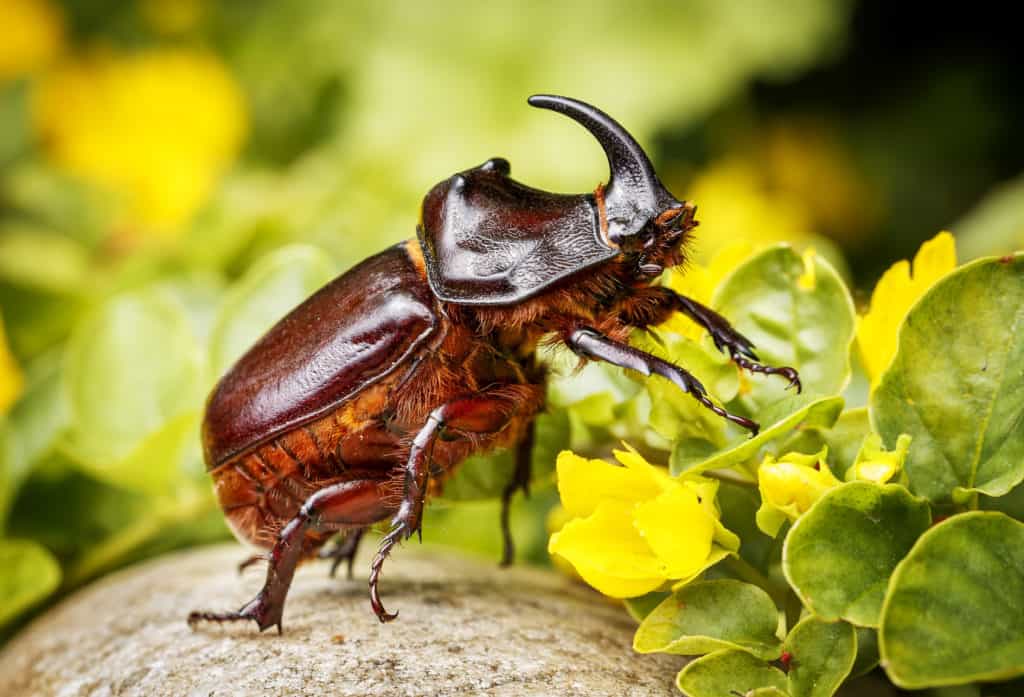 shutterstock 143700715 3 Surprisingly Strong Insects