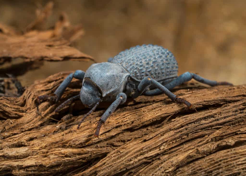 shutterstock 1837431985 3 Surprisingly Strong Insects