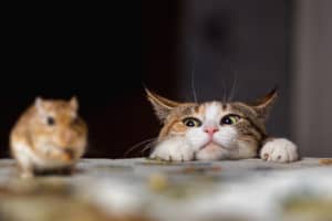 shutterstock 368809355 Pretty,Ginger,Cat,Playing,With,Little,Gerbil,Mouse,On,The