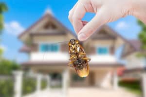 shutterstock 438729328 Woman's,Hand,Holding,Cockroach,On,House,Background,,Eliminate,Cockroach,In