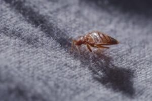 shutterstock 514911553 Bed,Bug,Cimex,Lectularius,At,Night,In,The,Moonlight