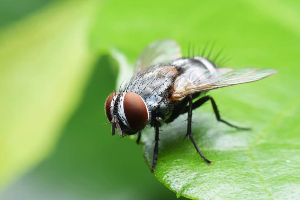 shutterstock 577267390 5 Common Springtime Pests