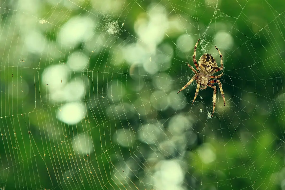 Spider sitting on a web with blurred green nature background