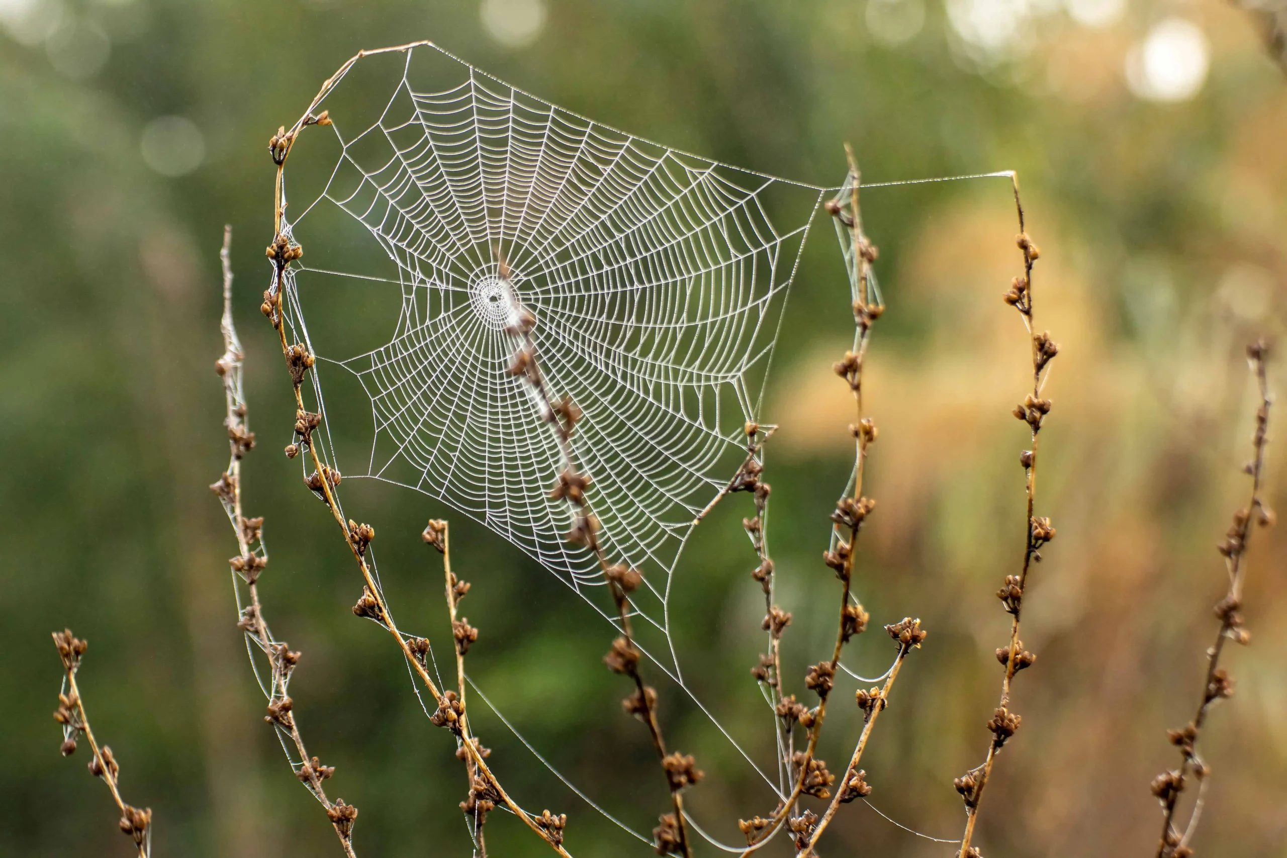 Detailed spider web stretched between dry plant stems outdoors