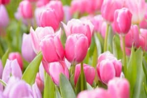 tulips tulips
