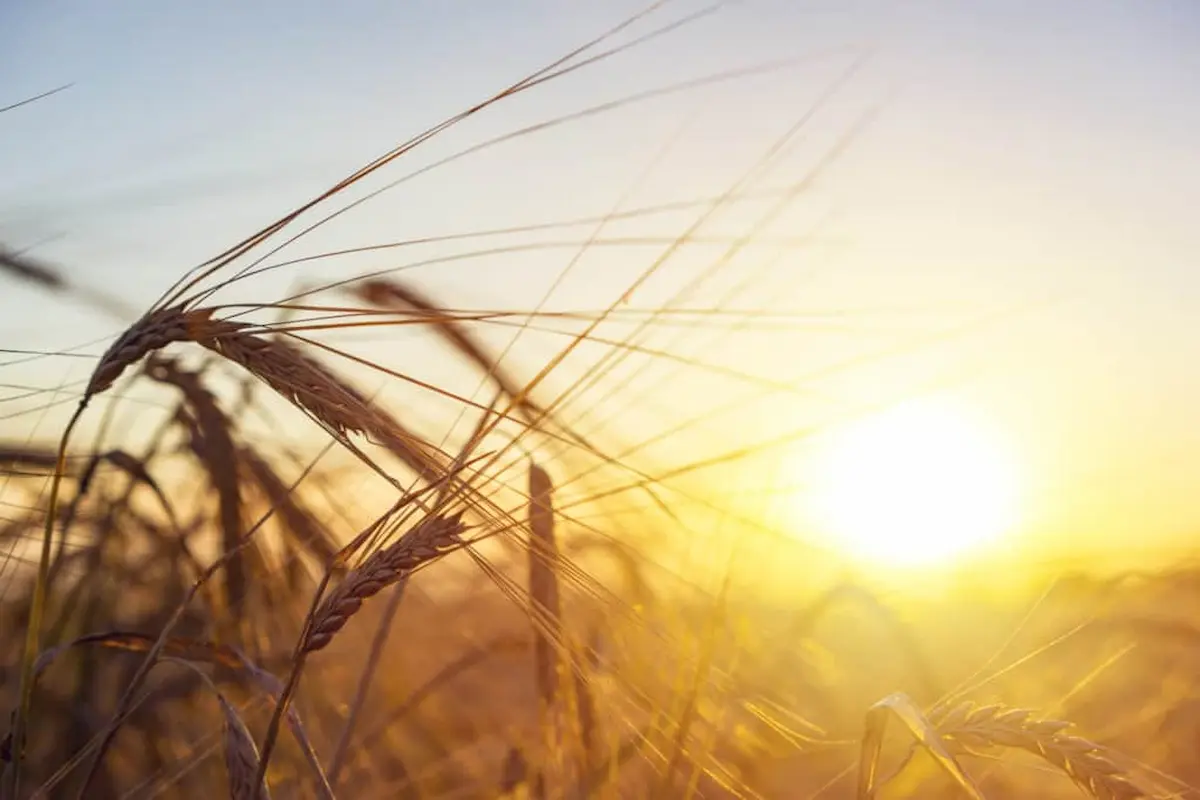 Close up of golden wheat stalks illuminated by warm sunlight during sunrise in an agricultural field