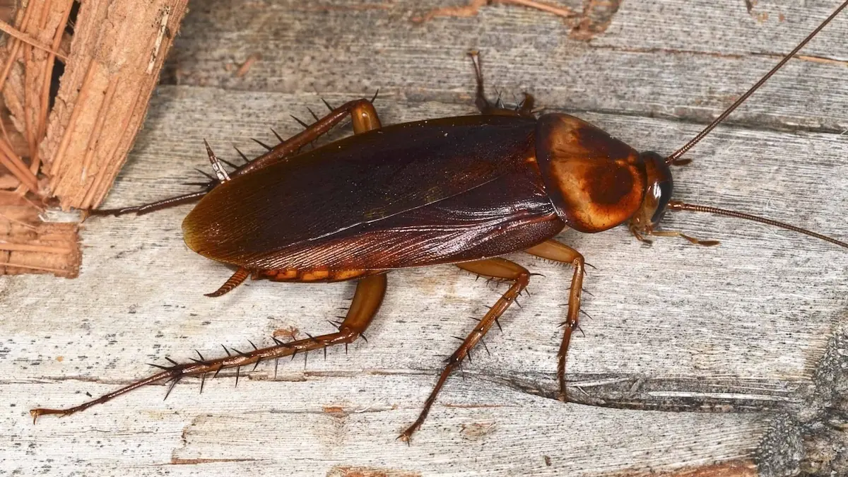 American cockroach crawling on a wooden surface in a close-up image.