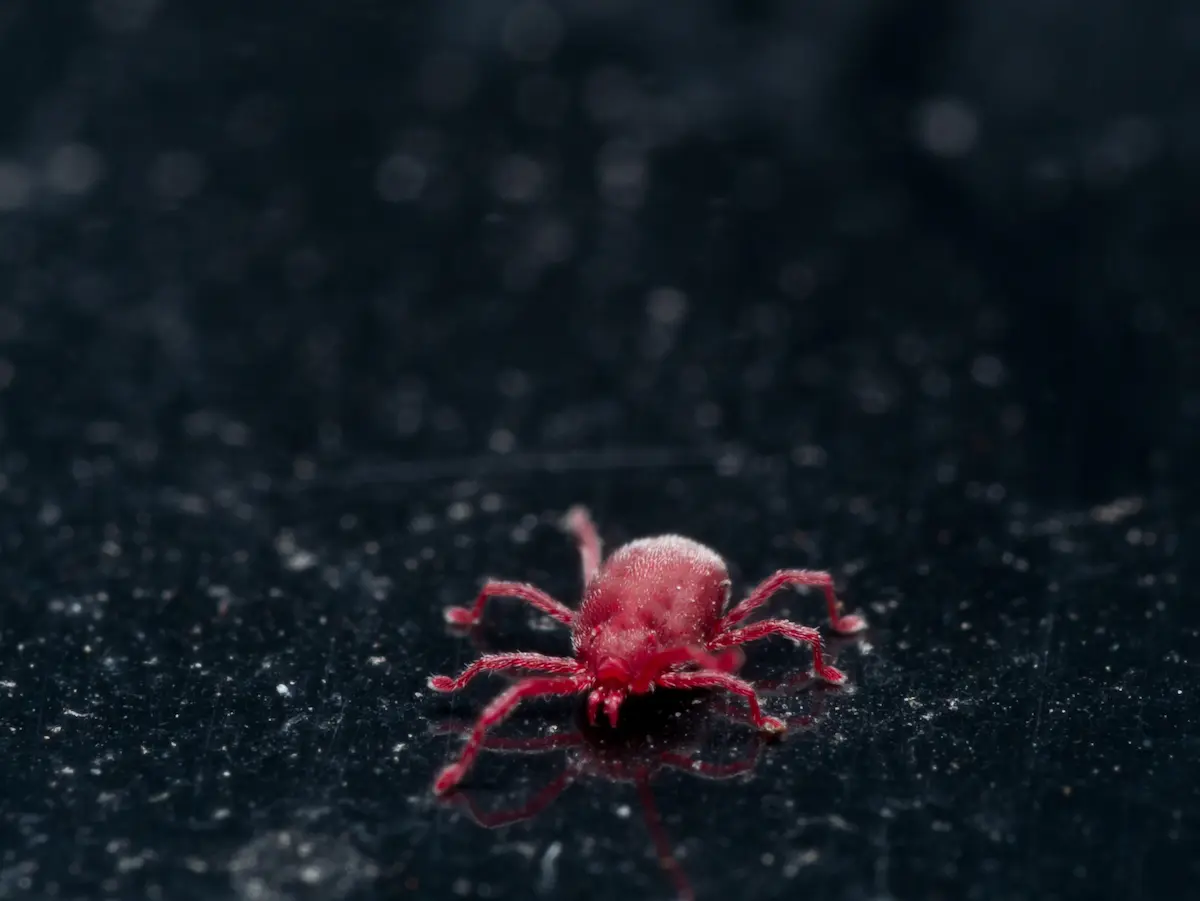 Macro close-up of a clover mite on dark surface