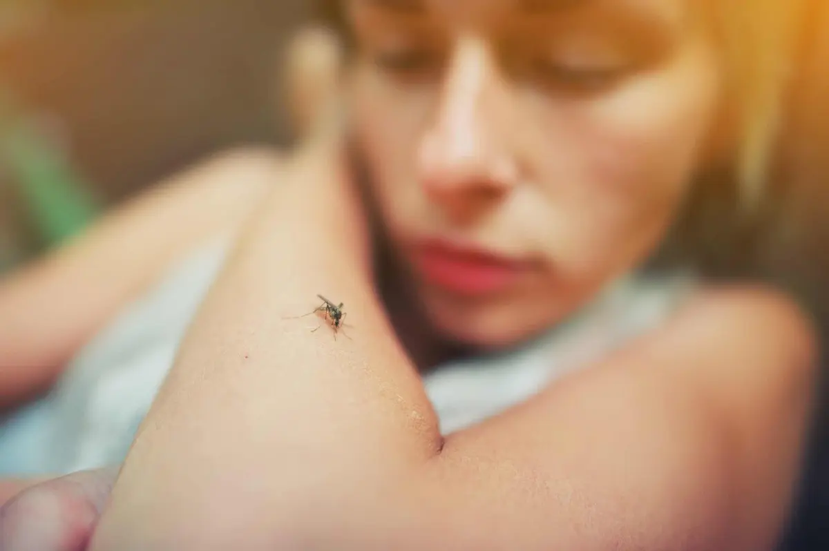 Close-up of a mosquito feeding on a person's arm