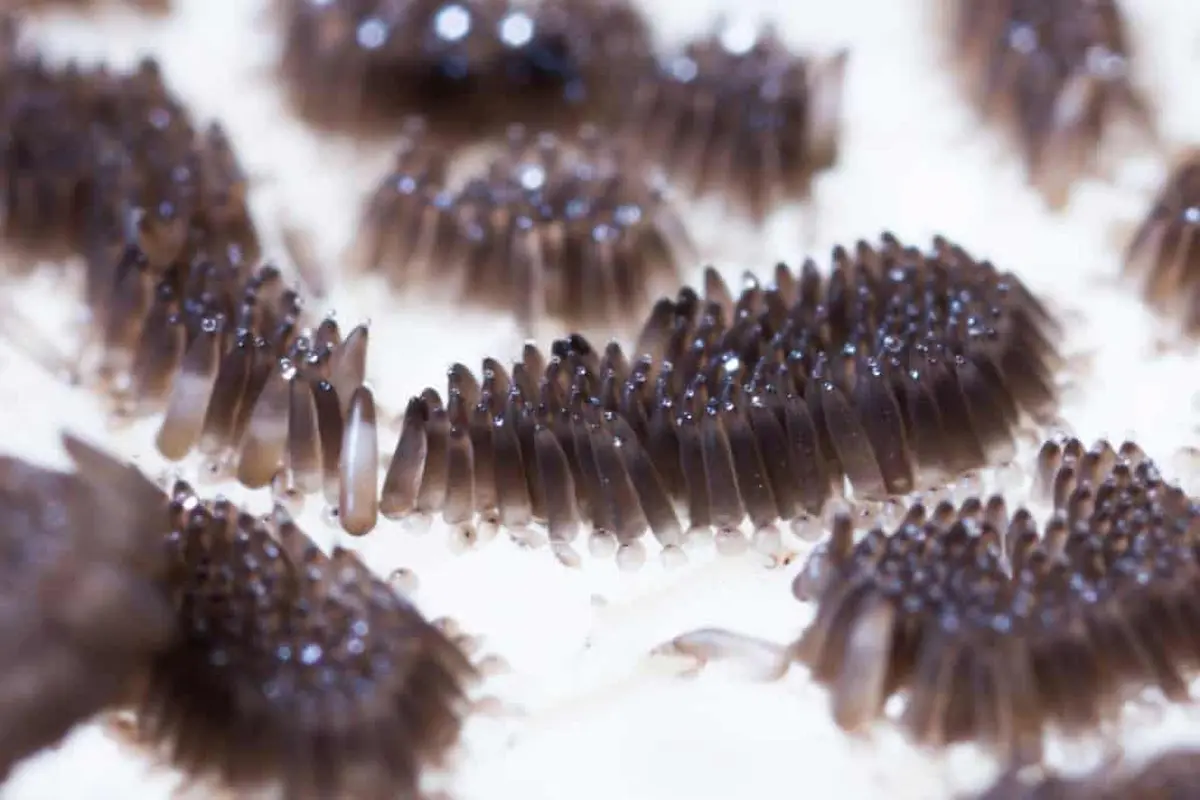 Macro photograph of mosquito eggs clustered together on a light surface, showing an early stage of the mosquito life cycle