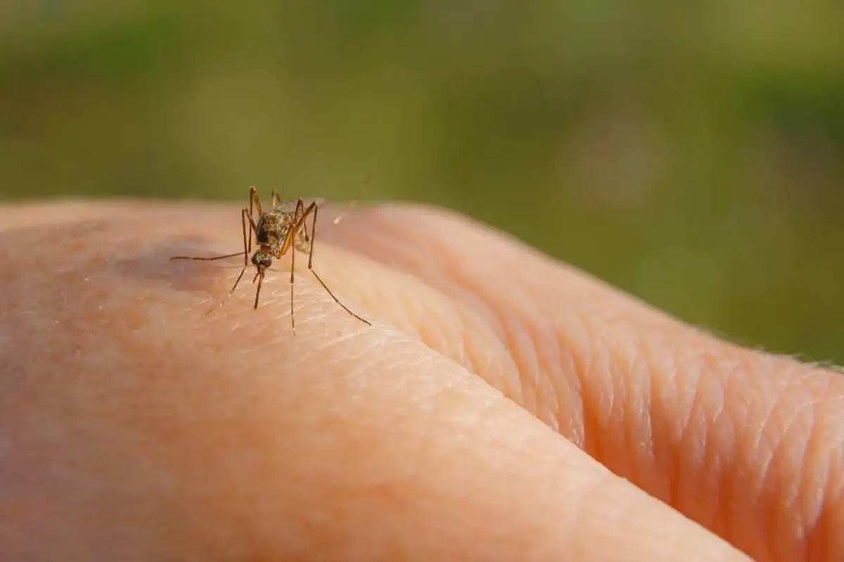 Mosquito feeding on human hand