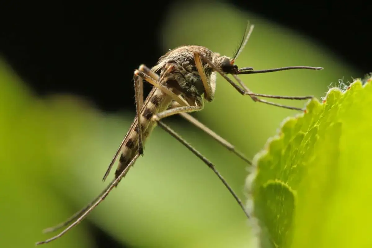 Mosquito resting on a green leaf