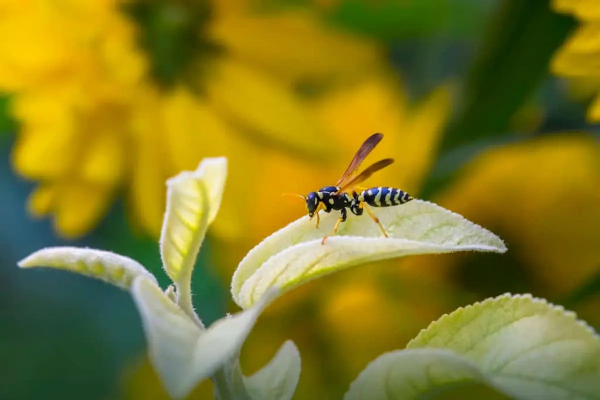 Paper wasp resting on a leaf