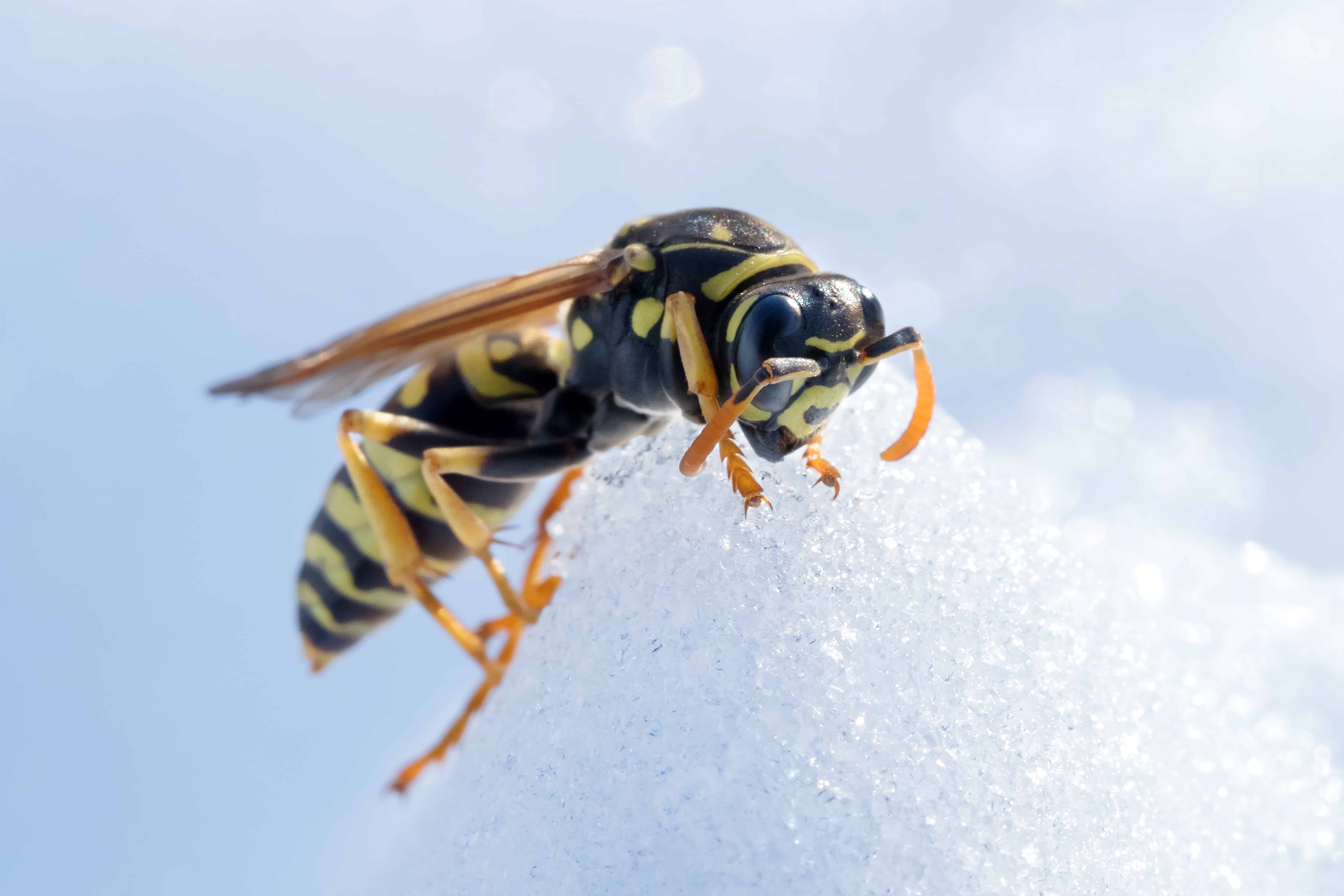 shutterstock 1005671542 Famous Quotes About Pests