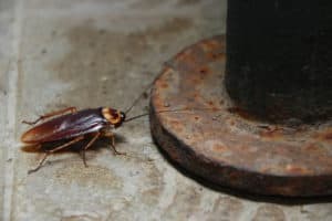 shutterstock 1025283736 Cockroach,Is,An,Animals,Which,Carrying,Bacteria,Into,The,House.