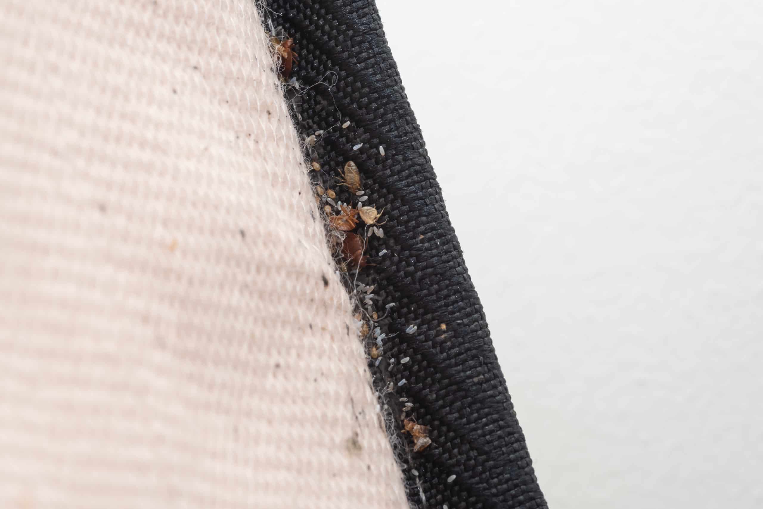 shutterstock 1382568590 scaled How to Inspect a Hotel Room for Bed Bugs